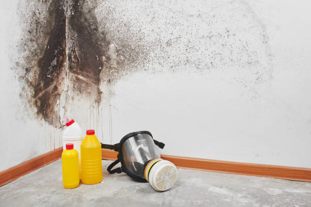 Best Mold Remediation  in Morris, OK