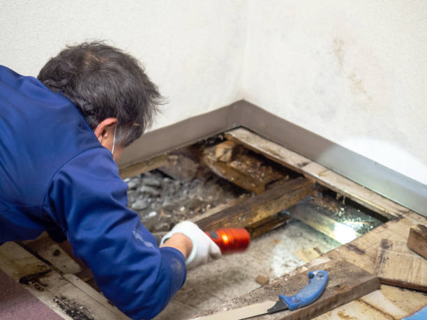 Best Office Mold Removal Services  in Morris, OK