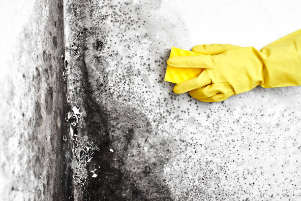 Best Mold Remediation  in Morris, OK