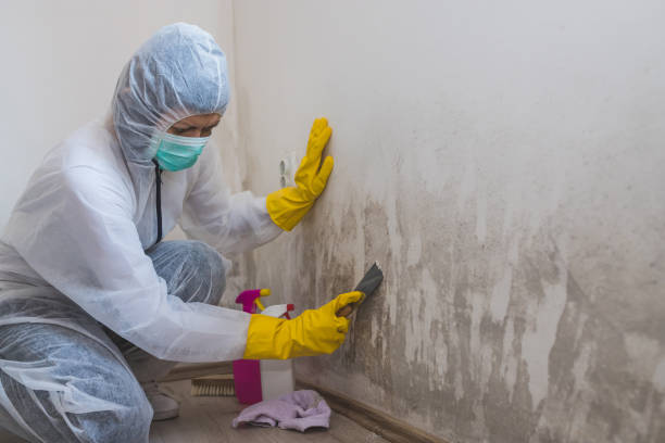 Best Mold Testing and Removal  in Morris, OK