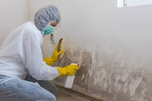 Best Best Mold Removal Companies  in Morris, OK