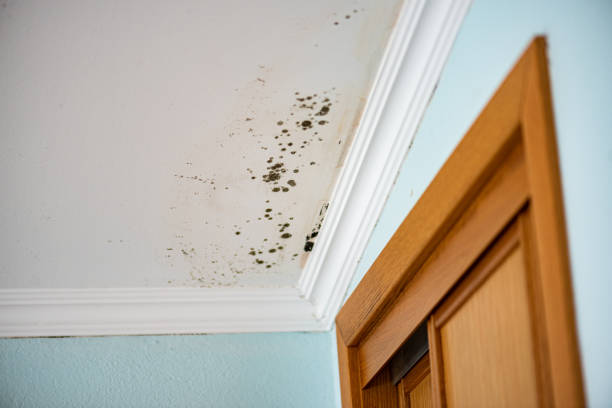 Best Mold Removal Process  in Morris, OK