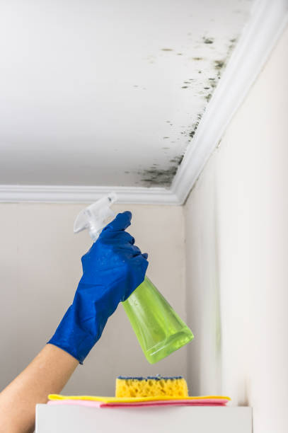 Best Affordable Mold Removal  in Morris, OK